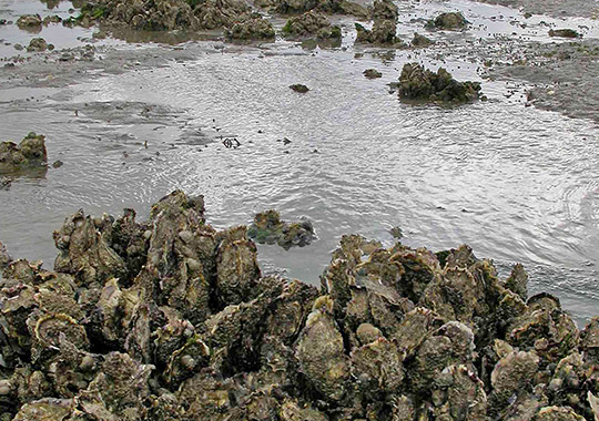 Natuurlijke golfbrekers